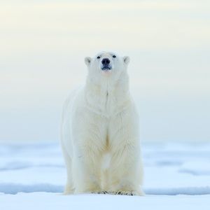 Meet your Posher, Ttv